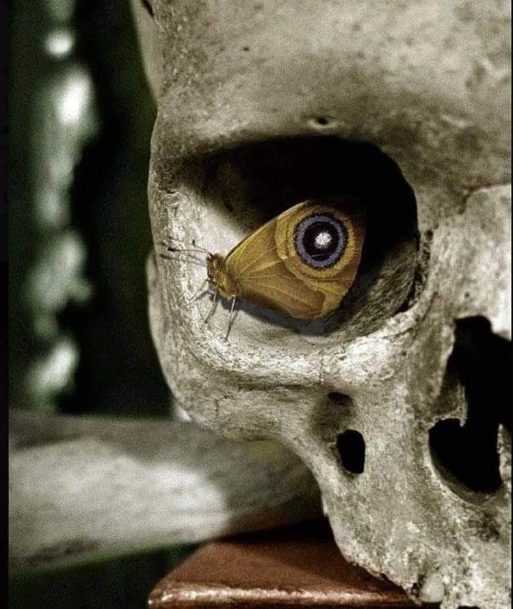 Življenje je vsepovsod